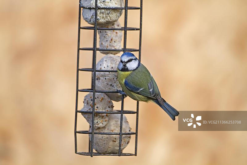在英国诺福克花园的脂肪球喂食器上觅食的成年蓝山雀图片素材