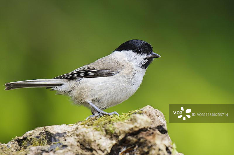 沼泽山雀（Poecile palustris），成鸟，栖息在树干上，绿喙，英国坎布里亚郡图片素材