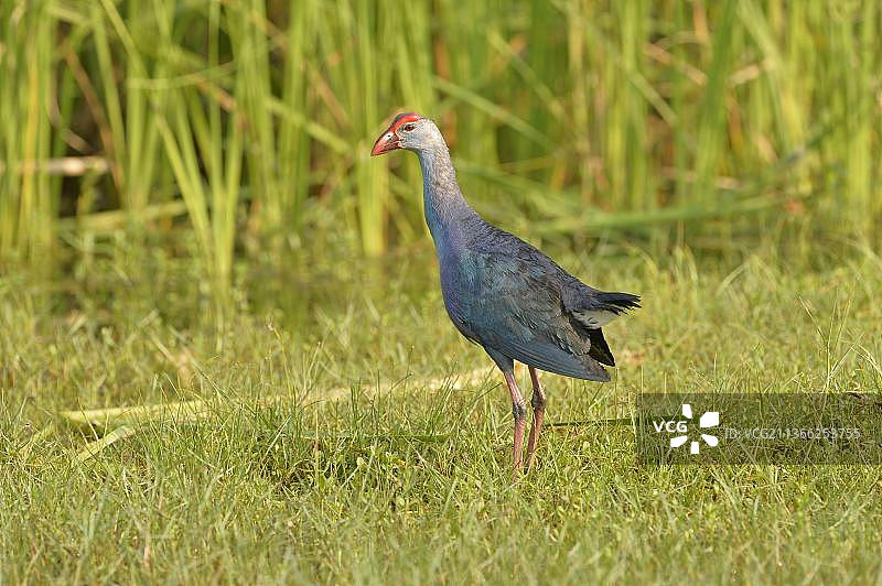 灰头紫水鸡成年个体，站立在斯里兰卡Bundala国家公园的草地上，亚洲图片素材