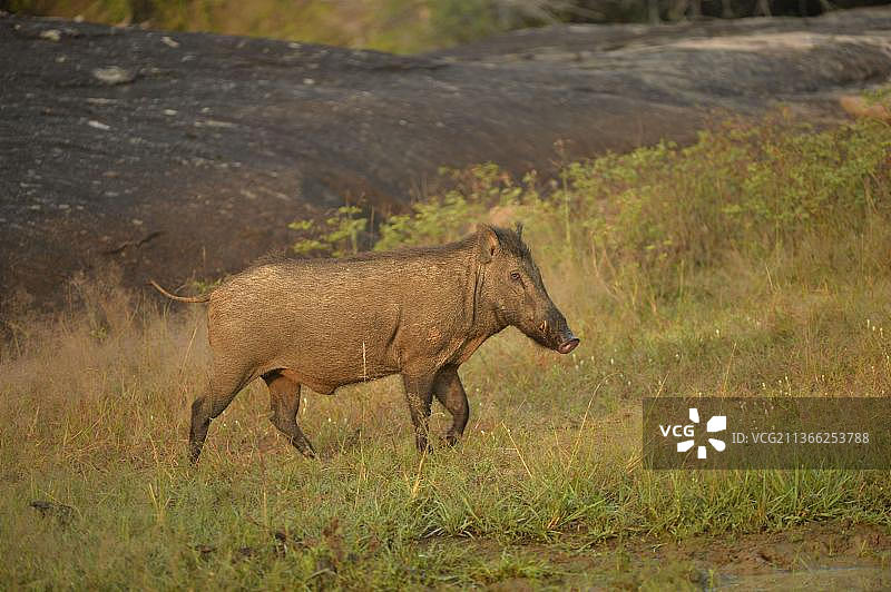 亚洲斯里兰卡亚拉国家公园的欧亚野猪成年雄性图片素材