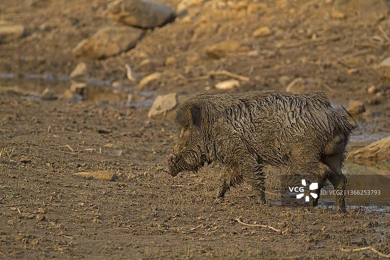 在泥浴中浸泡后的印度野猪图片素材