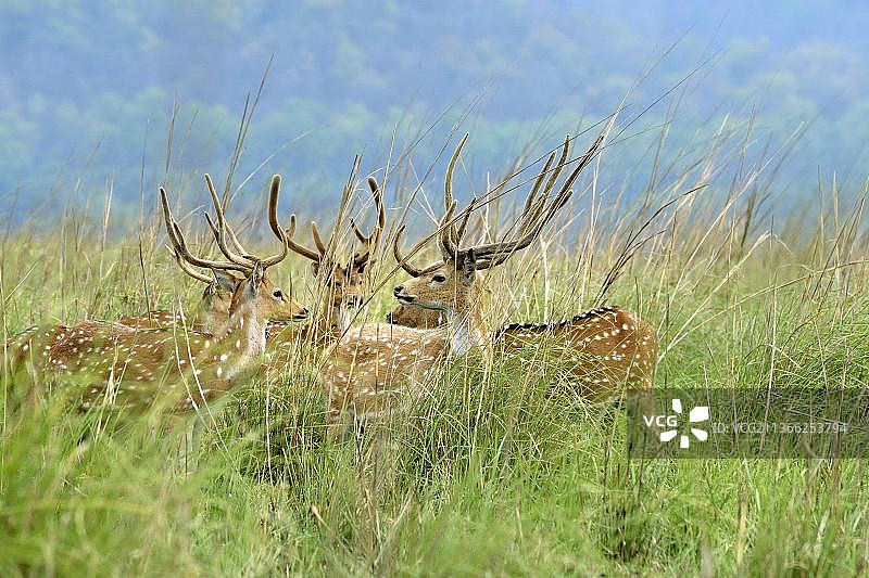 五只成年雄性梅花鹿，鹿茸角，站立在印度吉姆·科比特国家公园的草原上图片素材
