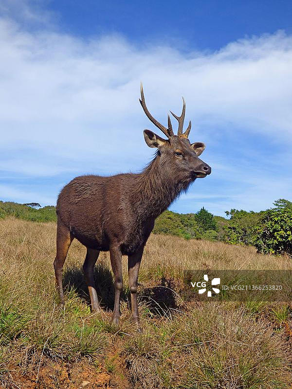在斯里兰卡霍顿平原国家公园山地草原上站立的雄性水鹿图片素材