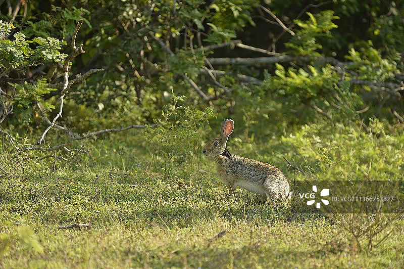 印度野兔：栖息在阴凉处图片素材