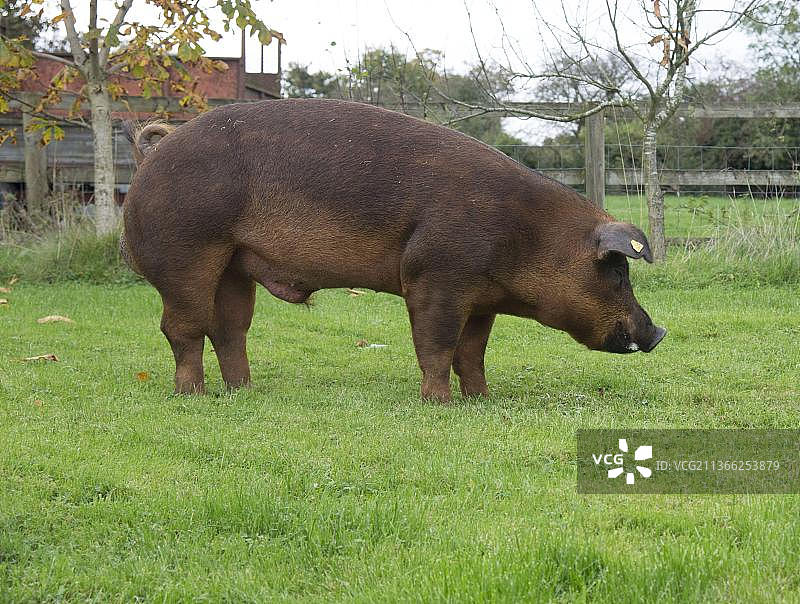 杜洛克猪，家畜，宠物，家养猪，英国切斯特图片素材