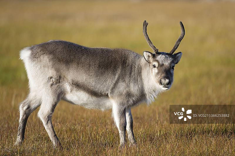 斯瓦尔巴驯鹿（Rangifer tarandus platyrhynchus），成年雌性，角上长着茸毛，站在苔原上，阿尔克霍内特，斯匹次卑尔根岛，斯瓦尔巴群岛图片素材