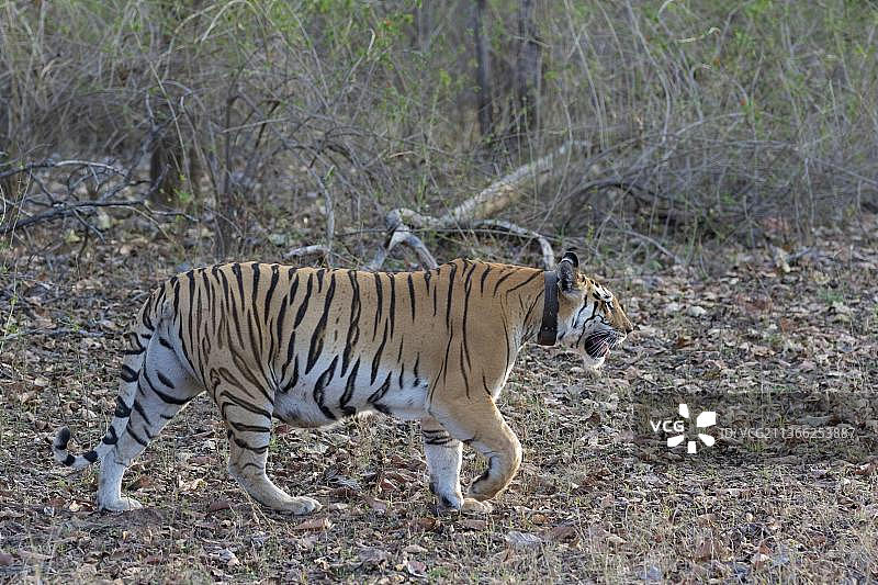 佩恩奇国家公园内带有无线电项圈的成年印度虎图片素材