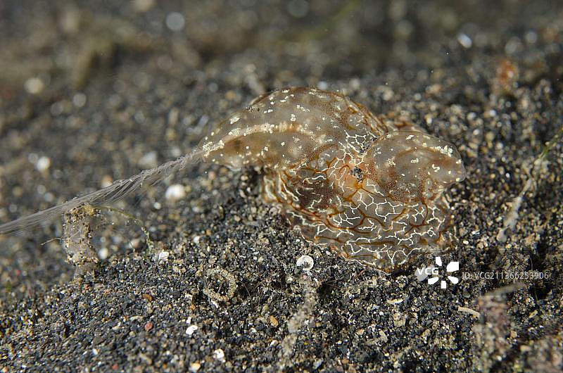 栉水母，印度尼西亚蓝碧海峡夜间图片素材