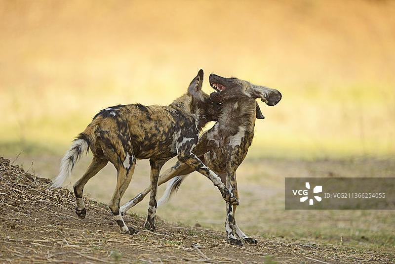 非洲野犬：成年野犬互相问候图片素材