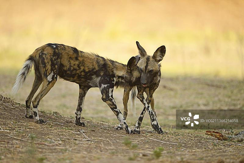 非洲野犬：成年野犬互相问候图片素材