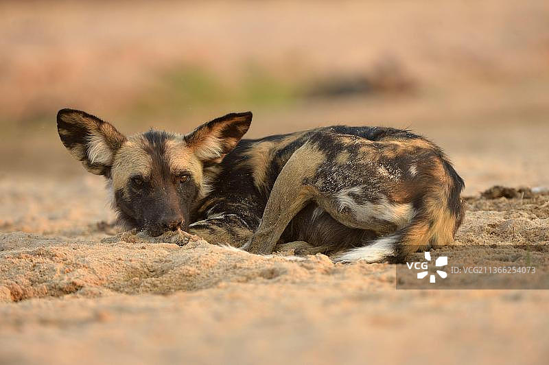 非洲野犬（彩绘非洲猎犬）成年犬，休息中，位于津巴布韦马纳潭国家公园图片素材
