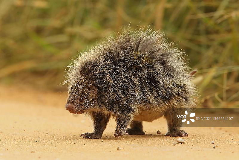 橙刺毛矮豪猪，站在巴西大西洋雨林中图片素材