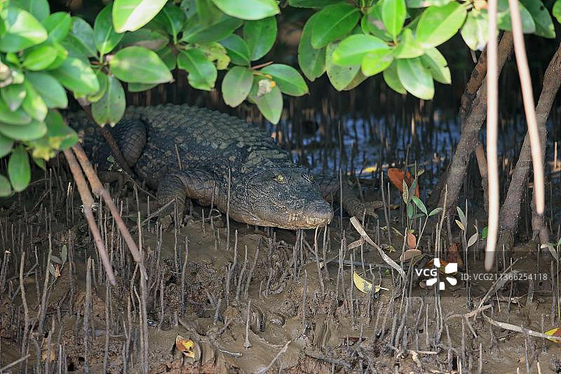 幼年沼泽鳄（Crocodylus palustris）在印度果阿亚洲的红树林中休息图片素材