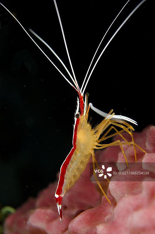 清洁虾图片素材