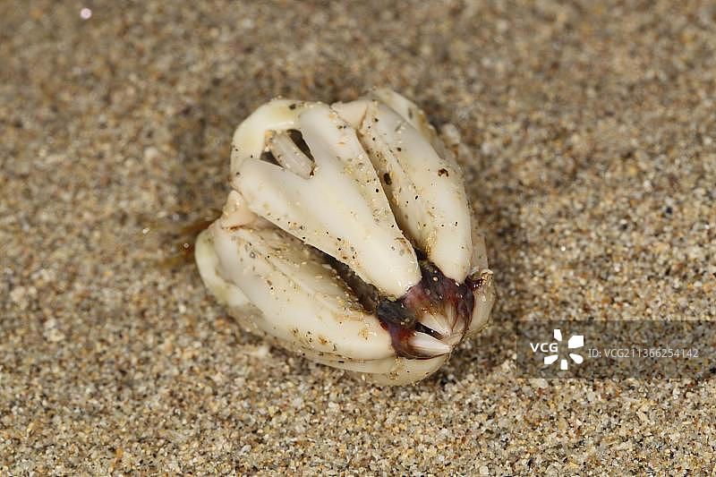 海胆（Echinoidea）“亚里士多德提灯”颚，在沙滩上，科尔岛，内赫布里底群岛，苏格兰，英国，欧洲图片素材