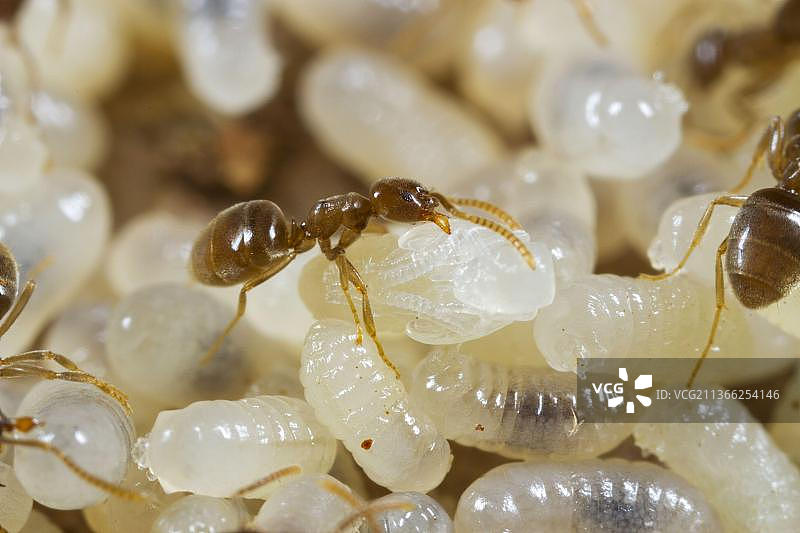 南方 Bothriomyrmex 蚂蚁成年工蚁在巢中照顾幼虫和蛹，法国洛特地区图片素材