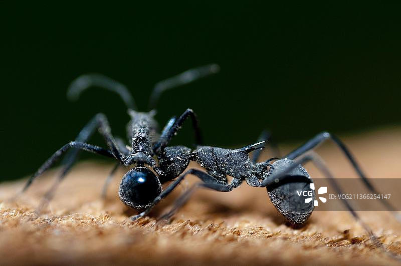 掠夺蚁（Polyrhachis），两只成年个体争斗，具有防御性尖刺，印度尼西亚巴厘岛图片素材