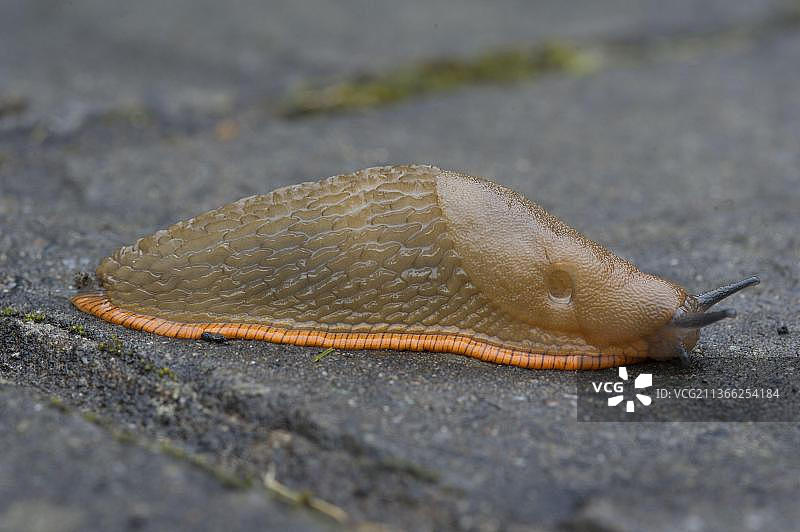 红蛞蝓成虫，爬过岩石，苏格兰图片素材