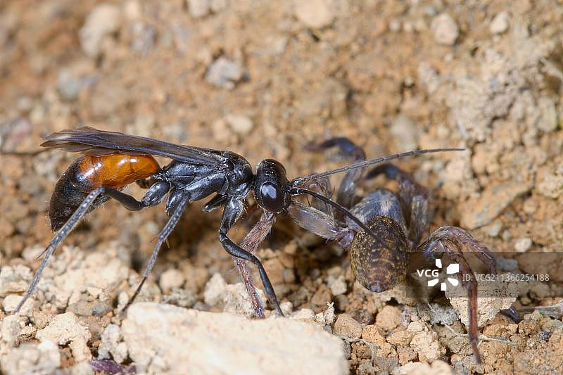 麻痹蜘蛛猎物的姬蜂，英国威尔士欧洲图片素材