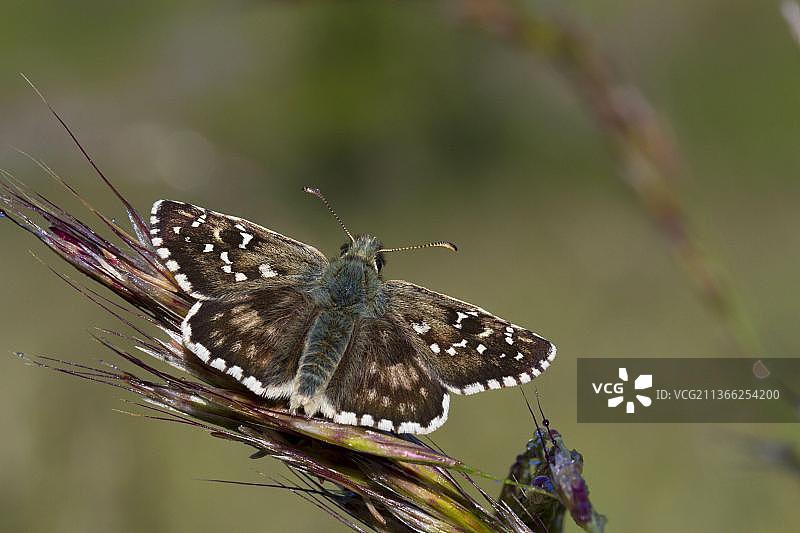 奥伯瑟灰弄蝶(铠灰蝶)成虫,在黎明时分沐浴阳光,奥德,法国比利牛斯山脉,朗格多克-鲁西永,法国,欧洲图片素材