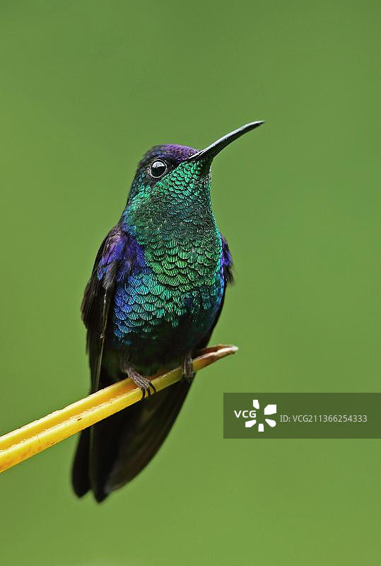 哥伦比亚绿胸蜂鸟雄鸟栖息在花上图片素材
