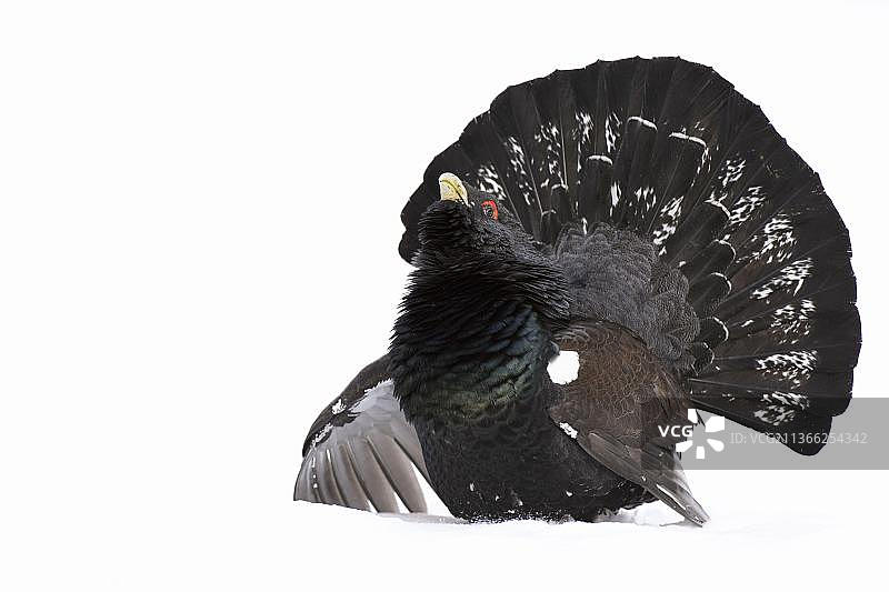 西方松鸡，成年雄性在针叶林雪地上展示，苏格兰凯恩戈姆国家公园图片素材