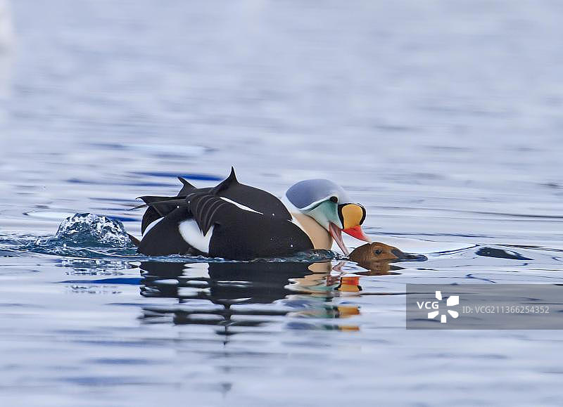 国王绒鸭成年配偶，繁殖羽毛，在海上交配，挪威北部，二月图片素材