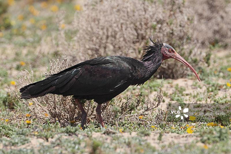 北秃 ibis 成鸟，觅食，阿加迪尔，摩洛哥，非洲图片素材