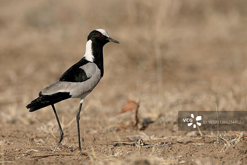 南非铁匠鸻图片素材