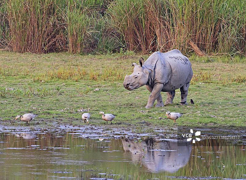 印度犀牛和鸿雁在阿萨姆邦卡齐兰加国家公园的池塘边觅食图片素材
