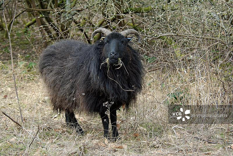 家养绵羊在英国自然保护区吃草图片素材
