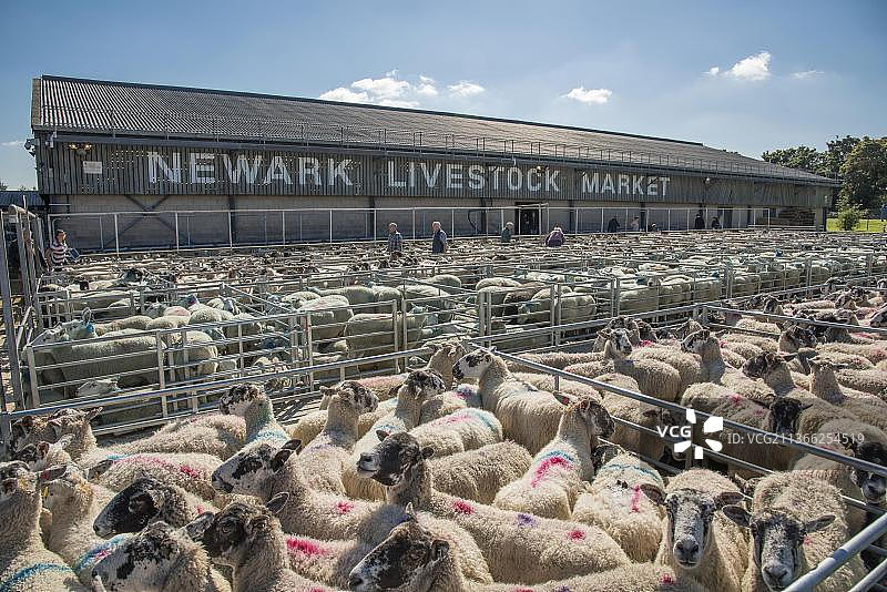 英国纽瓦克牲畜市场的家养绵羊图片素材