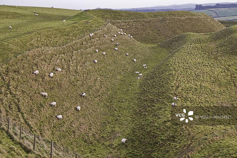 英国多塞特古老城堡遗址上用作管理工具的家养绵羊群图片素材