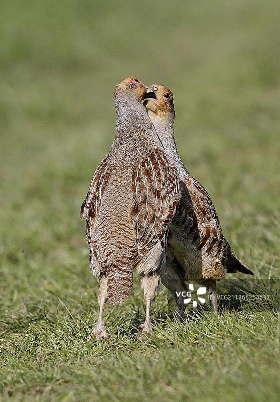 田野上争斗的灰山鹑图片素材