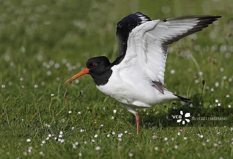 欧亚蛎鹬成鸟在开花的草地上伸展翅膀图片素材