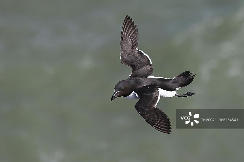 飞行中的海雀，本普顿悬崖，英国，2016年6月图片素材