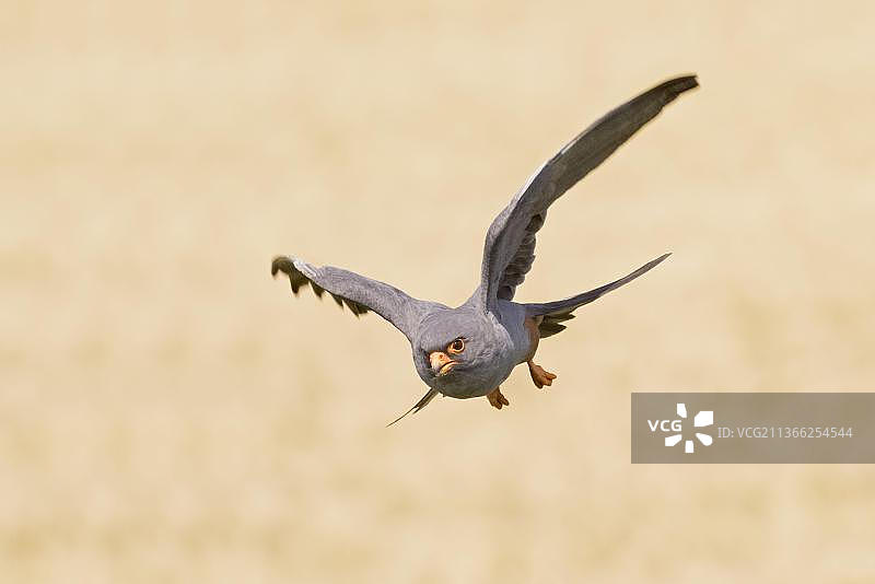 飞行中的红脚隼（雄性），匈牙利霍尔托巴吉，夏季图片素材