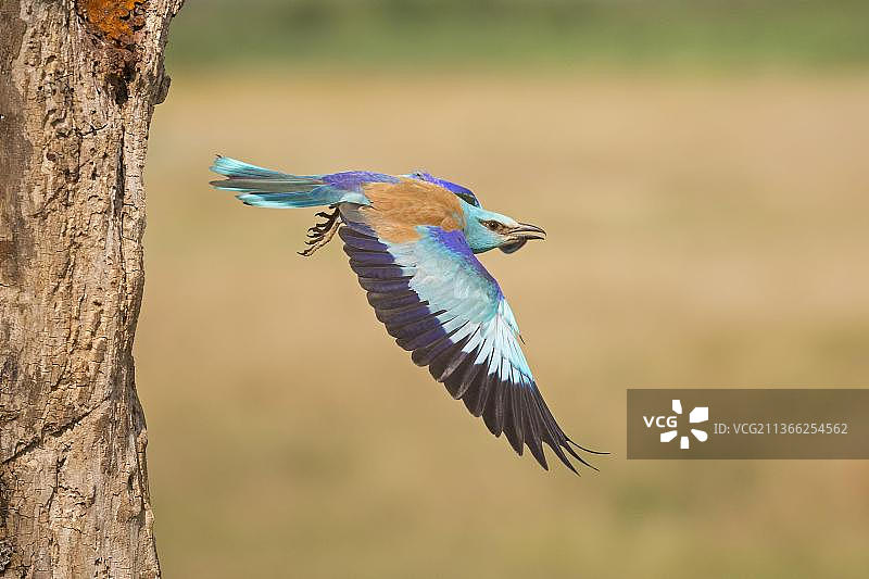 从枯树巢穴中飞出的欧洲蓝雀，匈牙利，欧洲图片素材