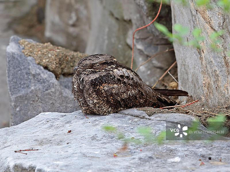 夜鹰（Caprimulgus indicus），成鸟栖息在岩石上，中国河北省北戴河图片素材