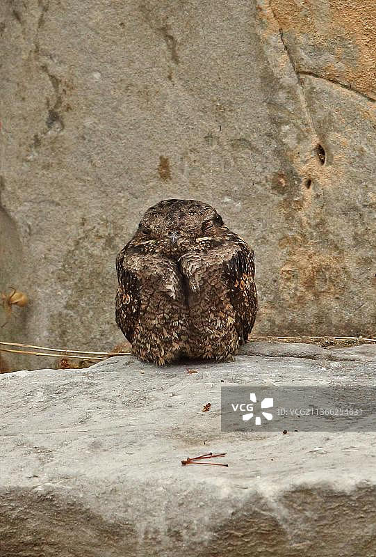 夜鹰（Caprimulgus indicus），成鸟栖息在岩石上，中国河北省北戴河图片素材
