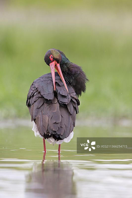 黑鹳成鸟在池塘中梳理羽毛，匈牙利图片素材