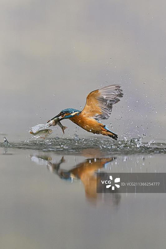 普通翠鸟：嘴里叼着一条鰟鮍，从水中跃出，英国萨福克郡图片素材