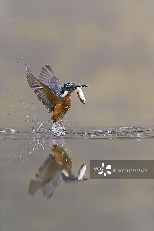 翠鸟（Alcedo atthis），成年雄性，飞行中，嘴里叼着鰟鮍，英国萨福克图片素材