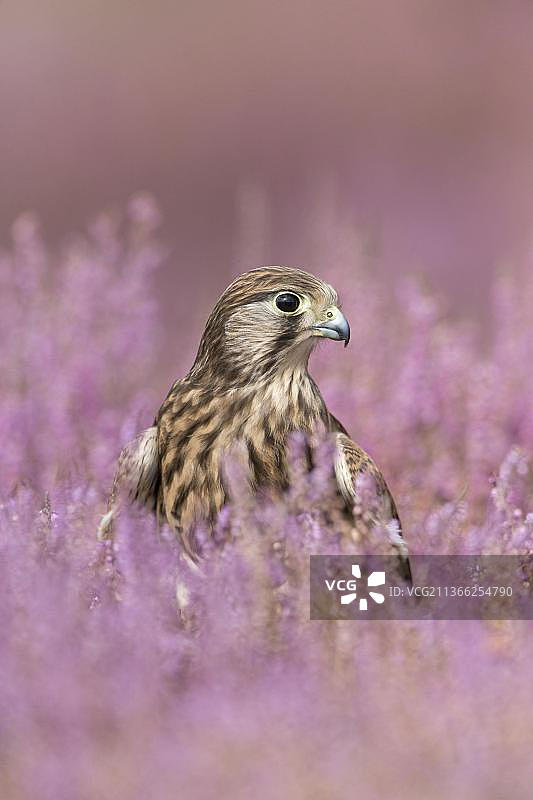 普通红隼（Falco tinnunculus）幼鸟，栖息在开花的普通欧石楠（Calluna vulgaris）之间的地面上，英国萨福克，8月，受控对象图片素材