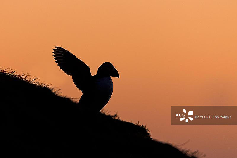海鹦：成年海鹦夏季羽毛，站在日出时分的悬崖上，挥动翅膀，斯库默岛，彭布罗克郡，威尔士，英国，欧洲图片素材