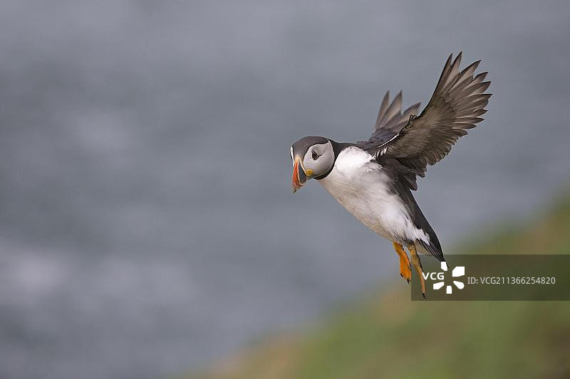海鹦，夏季羽毛，飞行，英国，欧洲图片素材
