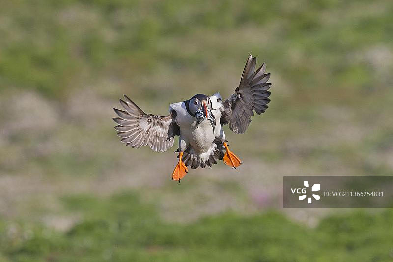 海鹦鹉，夏季羽毛，飞行中，嘴里叼着沙鳗，斯库默岛，彭布罗克郡，威尔士，英国，欧洲图片素材