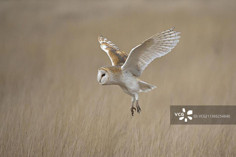 谷仓猫头鹰（Tyto alba）成年，飞越草原，英格兰萨福克，11月，受控对象图片素材