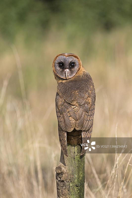 伊斯帕尼奥拉仓鸮（灰脸鸮），栖息在柱子上图片素材