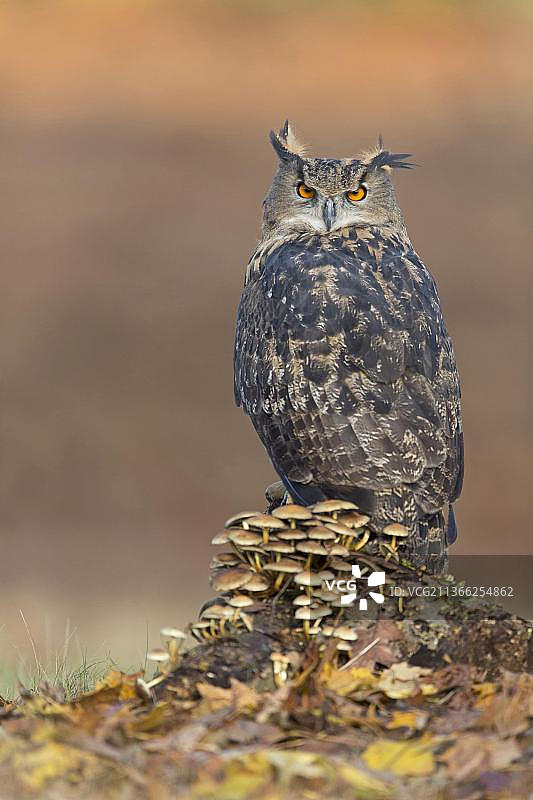 成年欧亚雕鸮栖息树干硫磺菌旁图片素材